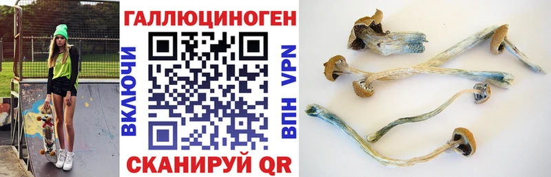Псилоцибиновые грибы Cubensis  дарнет шоп  Болохово 